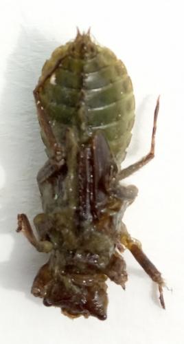 Libellula depressa